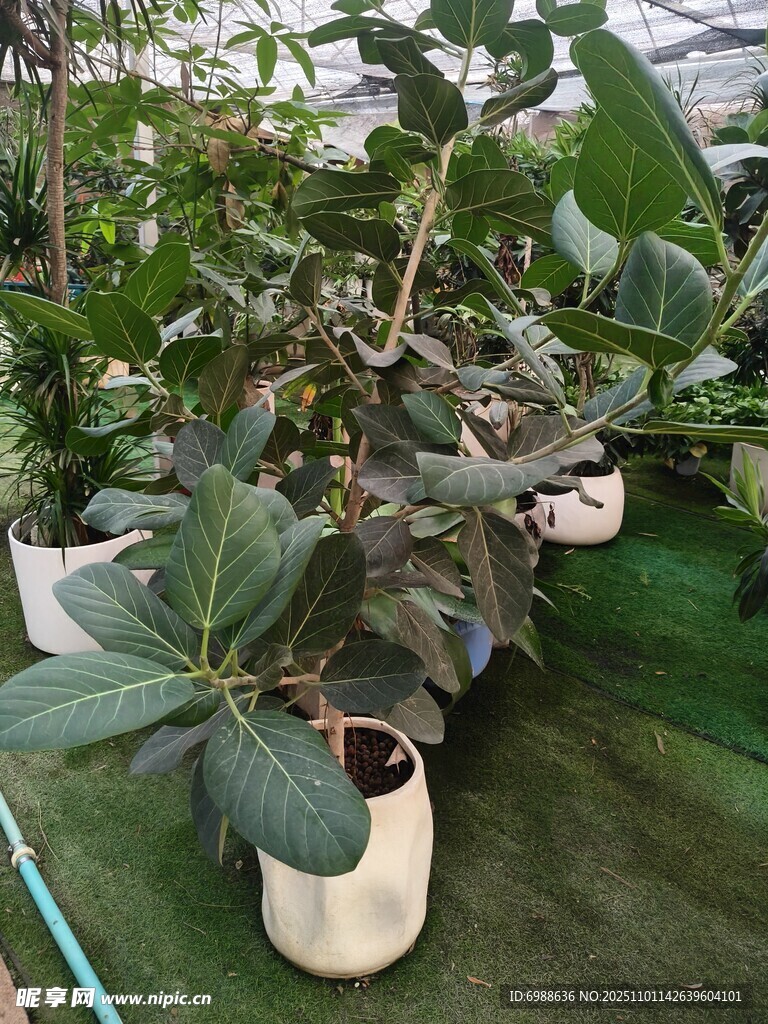 温室中的盆栽绿植