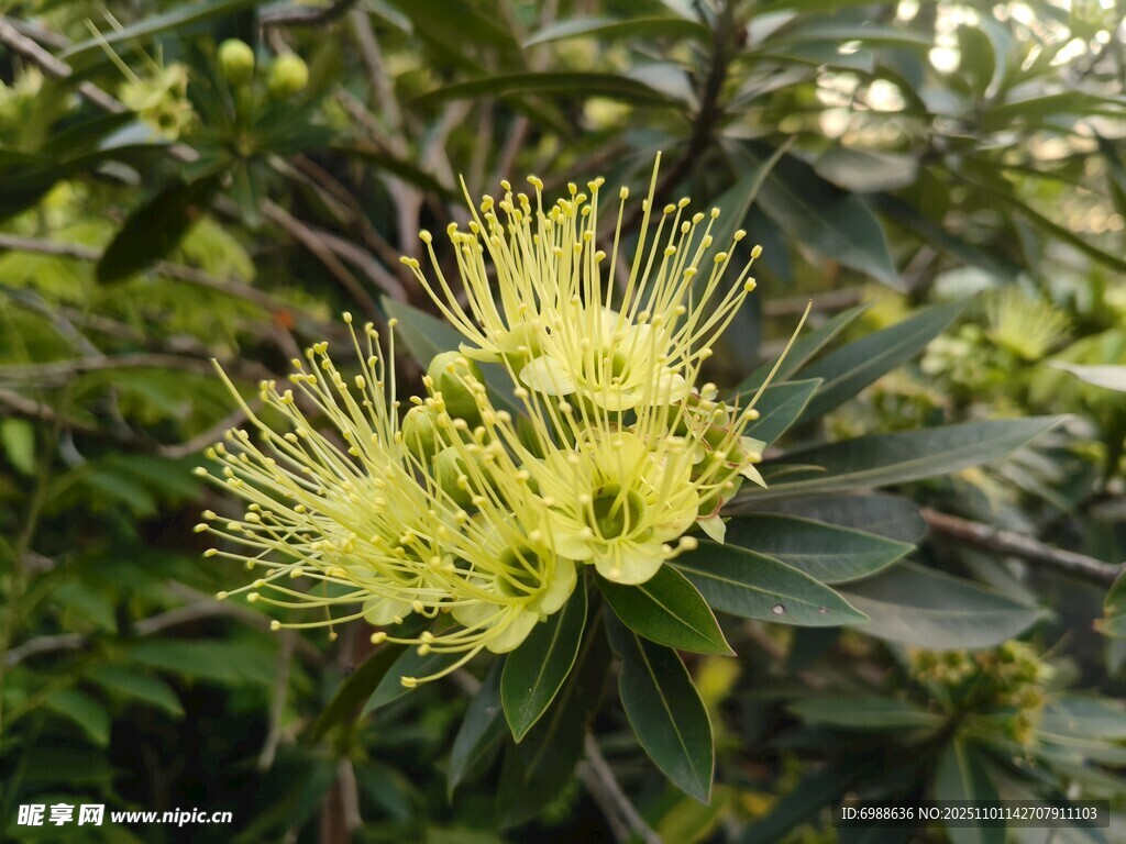 金黄花朵绽放枝头