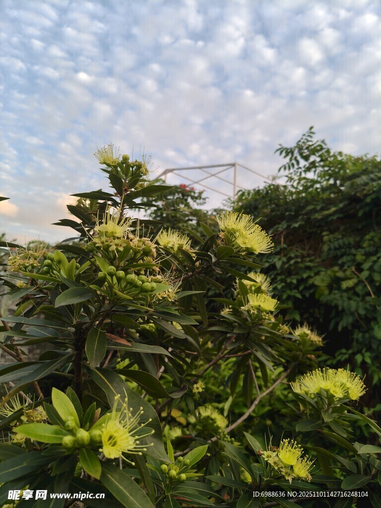 阳光下的繁茂绿植花朵