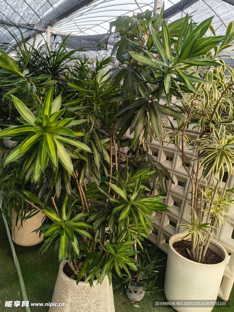 室内多样绿植盆栽景观
