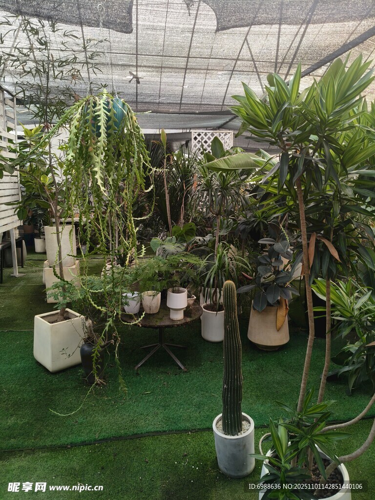室内绿植景观展示