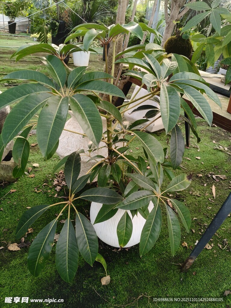 户外生长的绿植植物