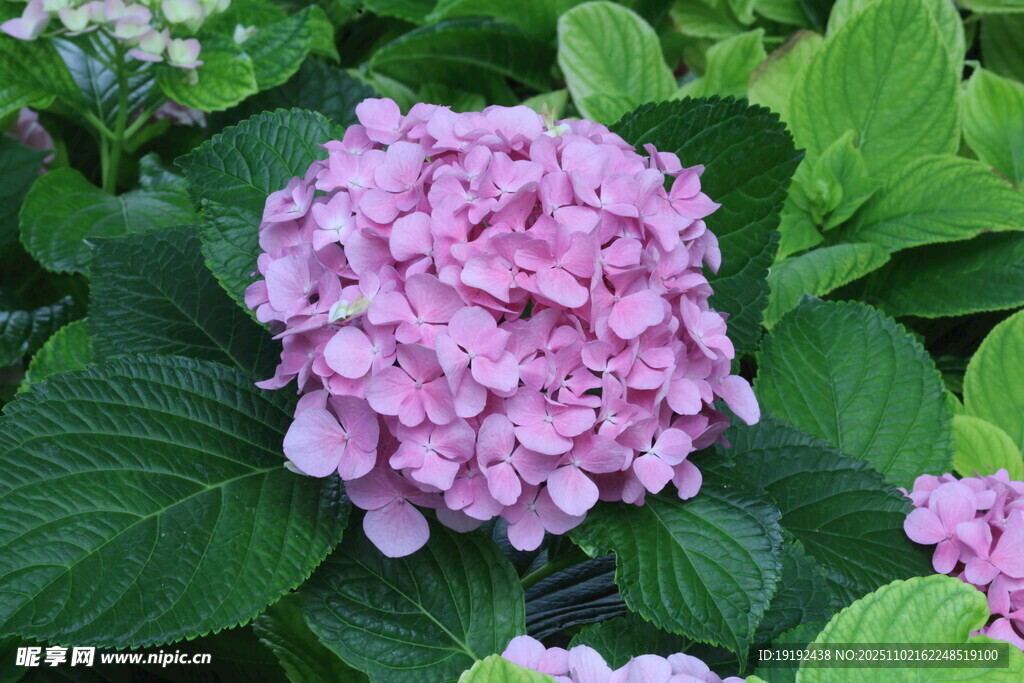 绣球花  