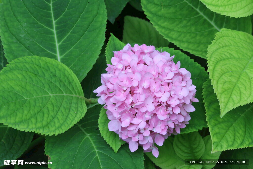 绣球花  