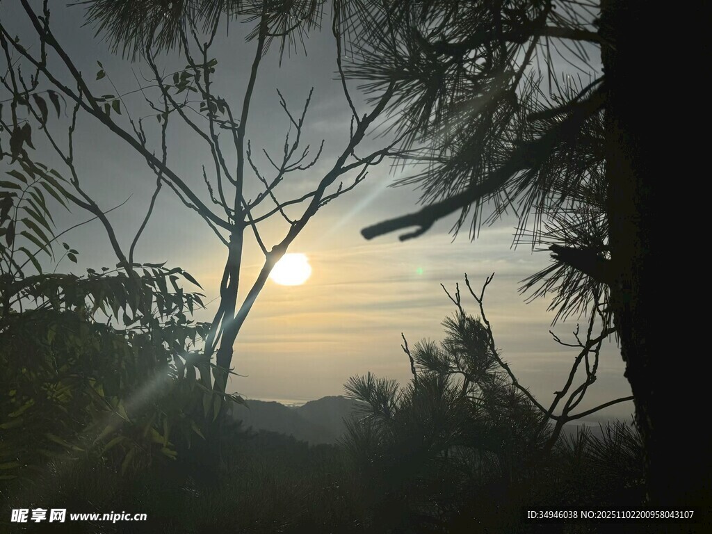 夕阳透过枝叶的美丽景象
