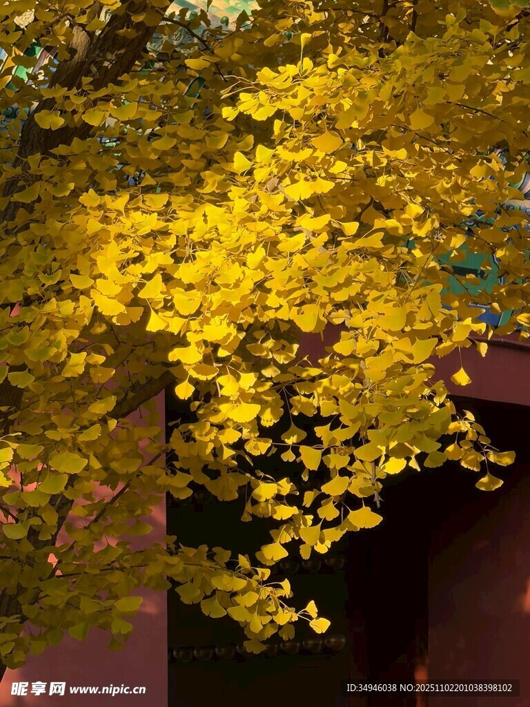 金黄银杏叶下的静谧景致