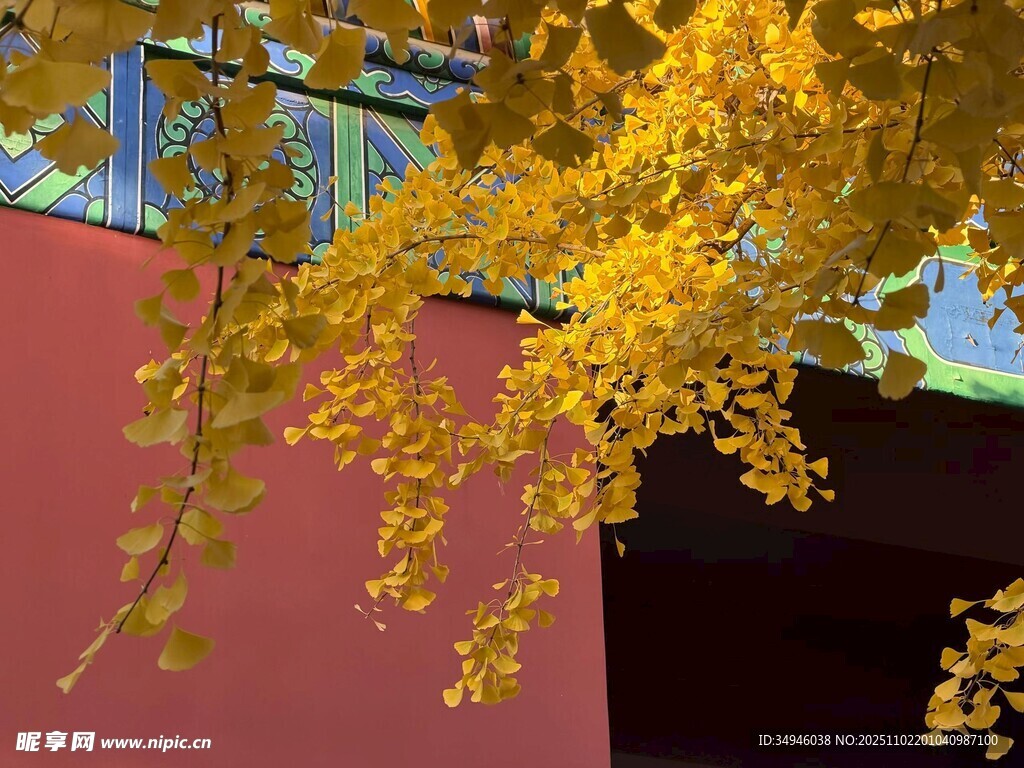 红墙旁金黄银杏枝叶