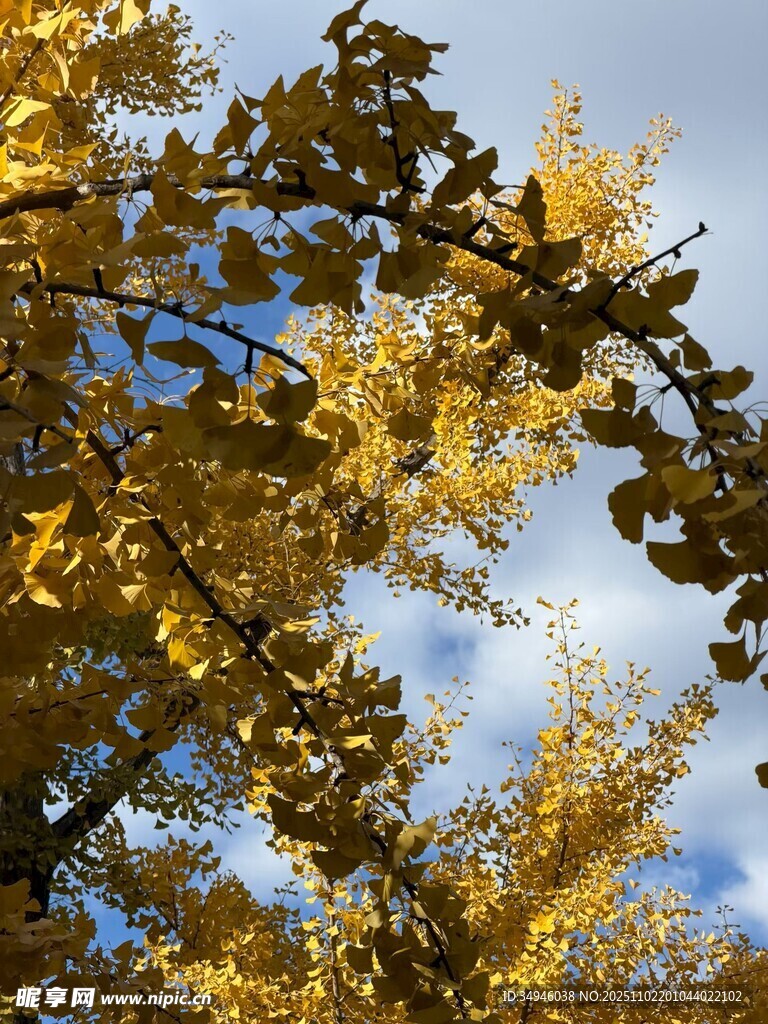 秋日金黄银杏枝叶蓝天