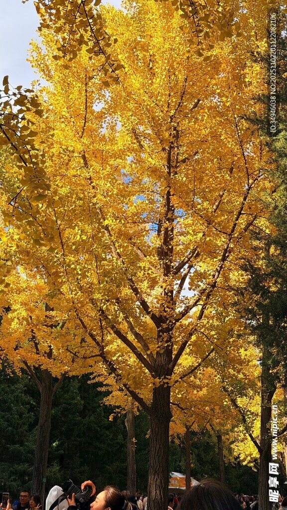 秋日金黄银杏树美景