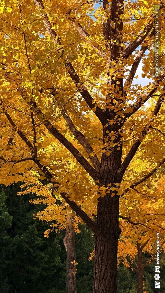 金黄银杏树枝繁叶茂