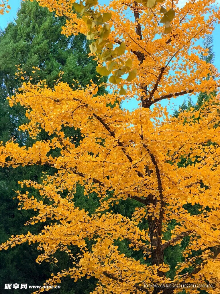 秋日金黄银杏树枝叶繁茂