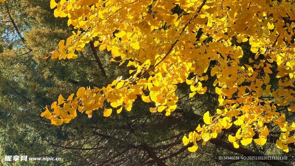 秋日金黄银杏树叶美景