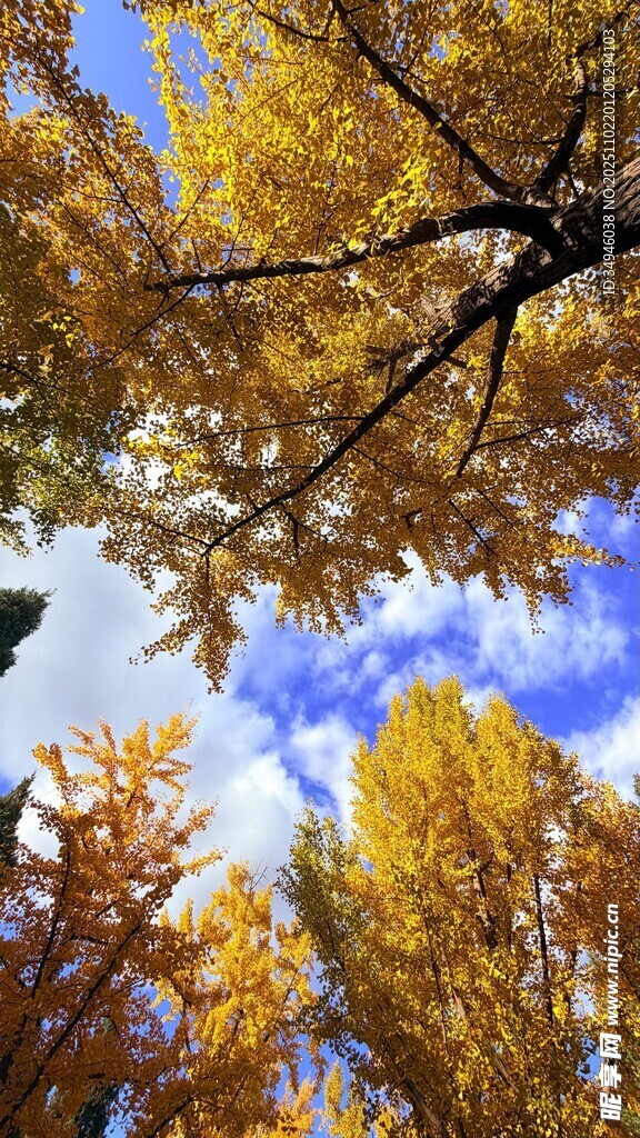 秋日金黄树林仰望天空