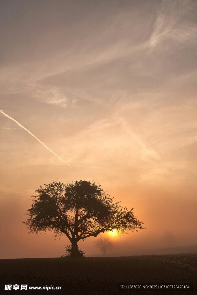 夕阳下的孤独树