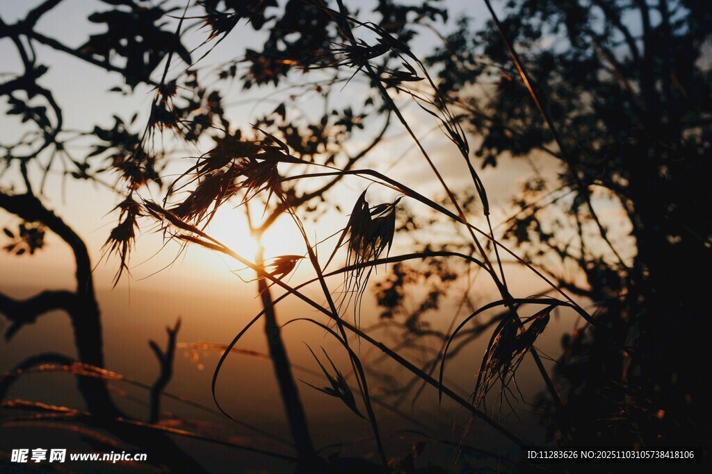 夕阳下的枝叶剪影