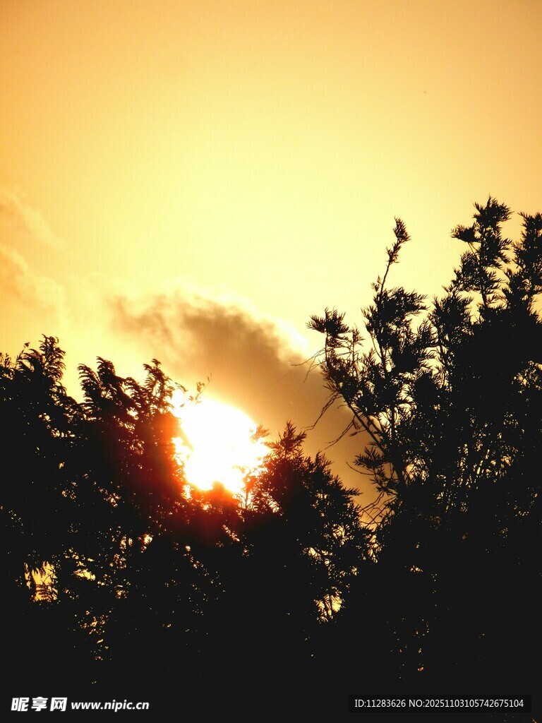夕阳透过树梢的美丽景象