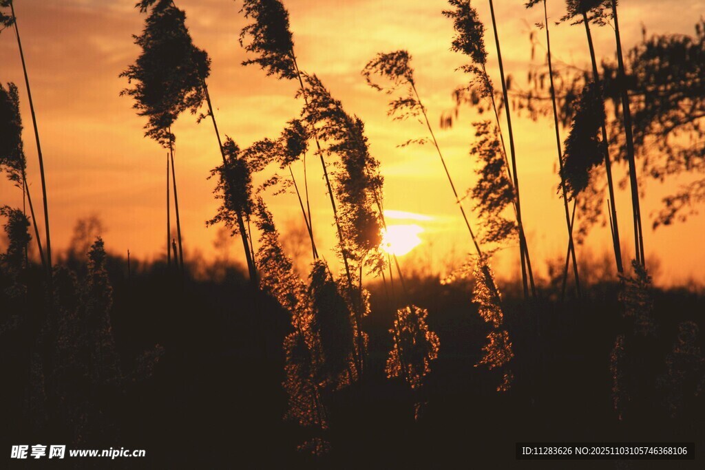 夕阳下的芦苇剪影