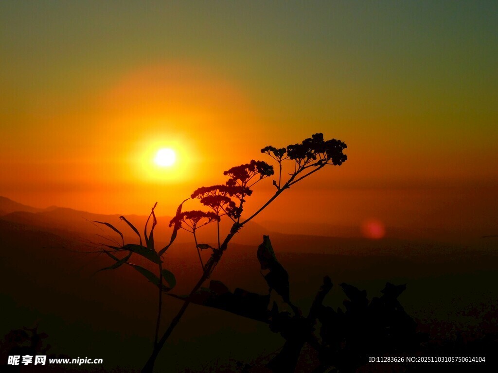 夕阳下的植物剪影