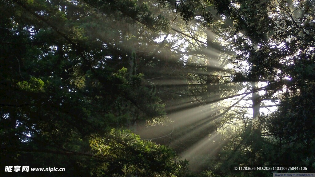 林间阳光穿透树叶美景