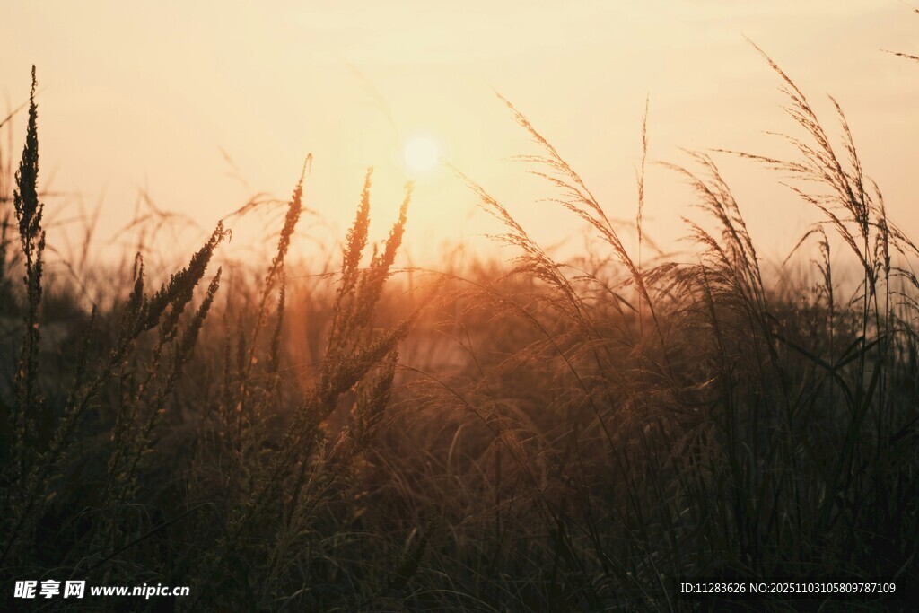 夕阳下的草地美景