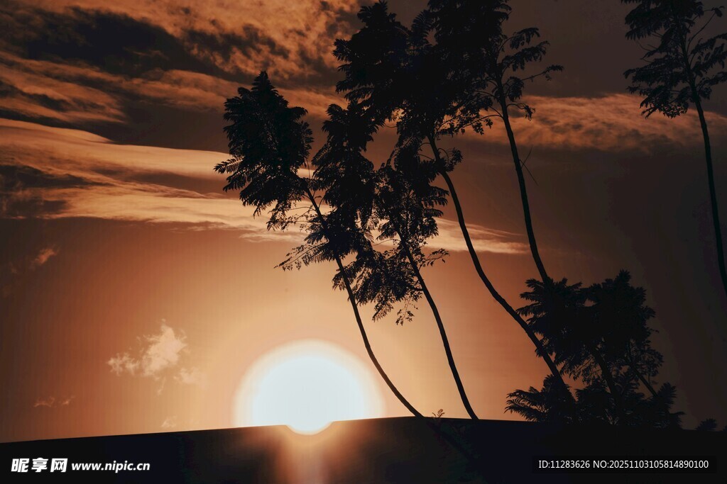 夕阳下的椰树剪影美景