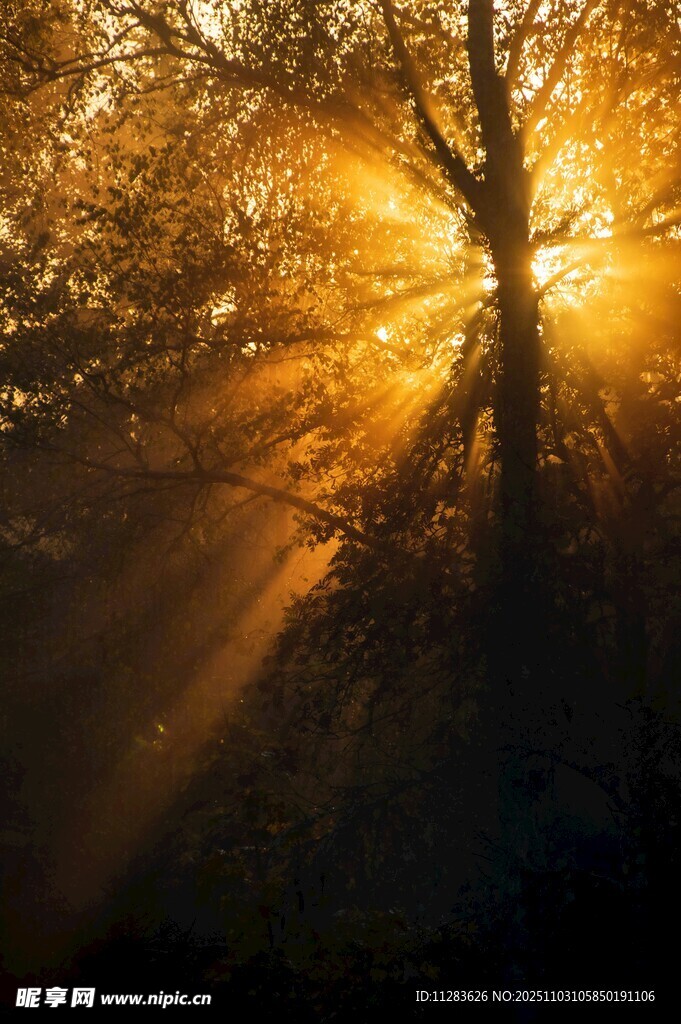 林间夕照