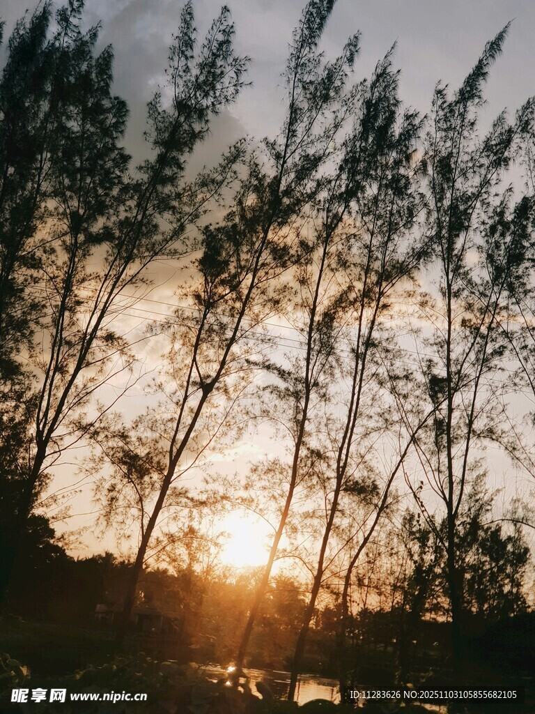 夕阳下的树林剪影