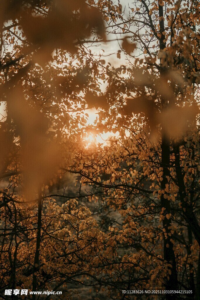 秋日林间夕阳美景