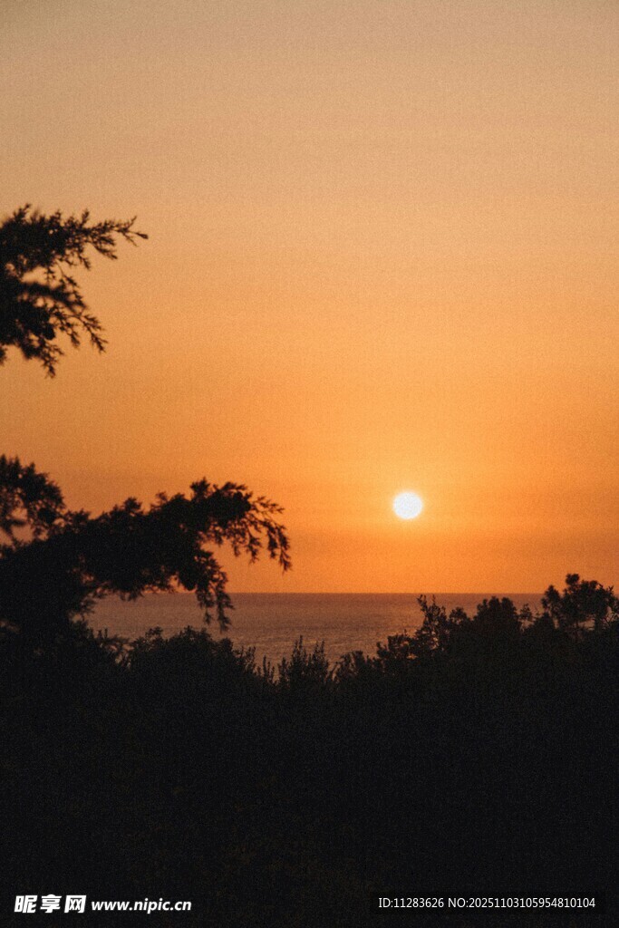 夕阳下的树梢剪影