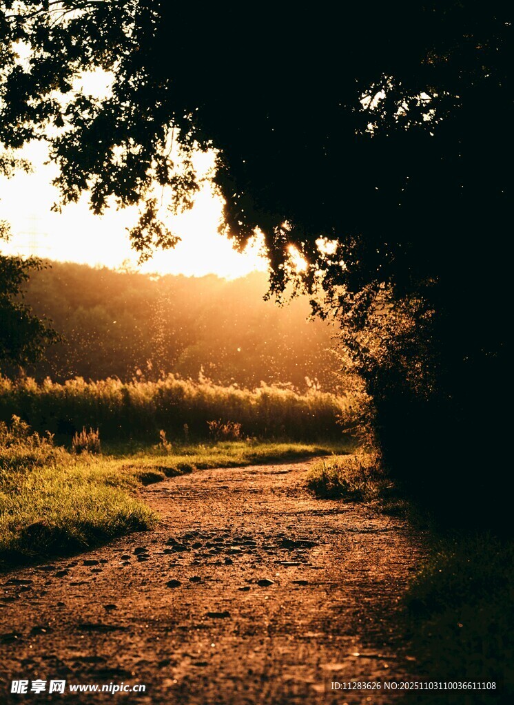 夕阳下的林间小道