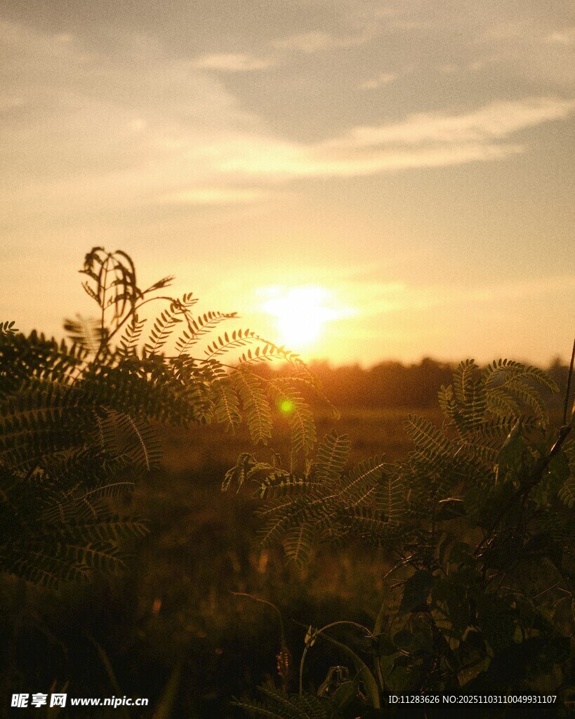 夕阳下的原野风光