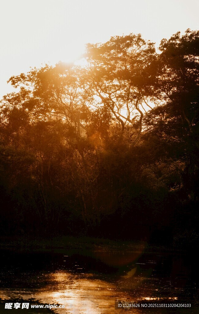 夕阳下的树林与水面美景