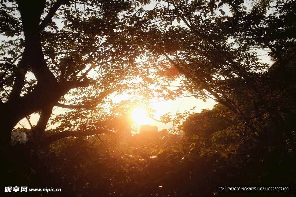 夕阳透过树林洒下暖光