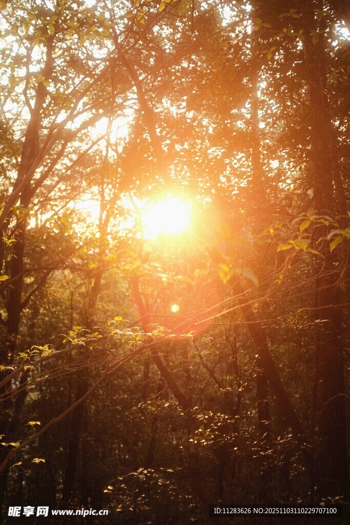 林间夕阳