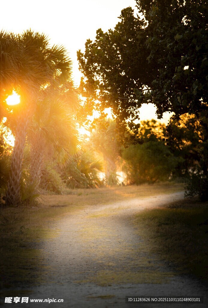 夕阳下的林间小路