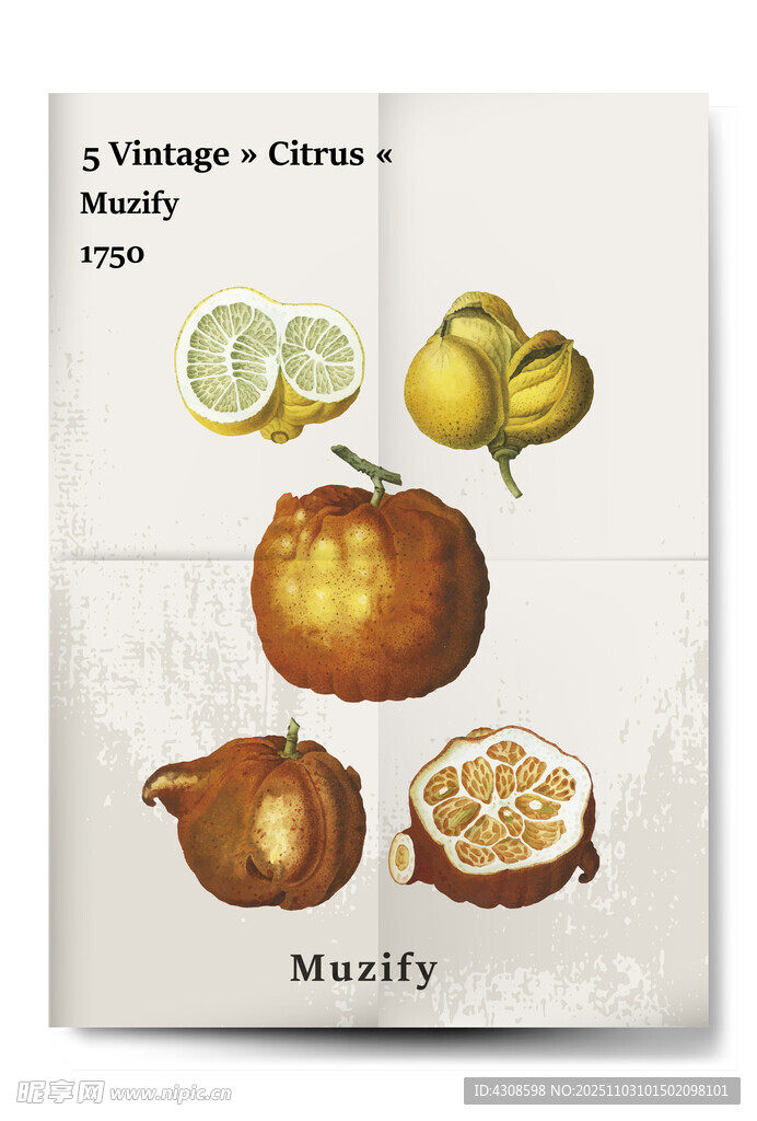 5款入 复古柑橘海报