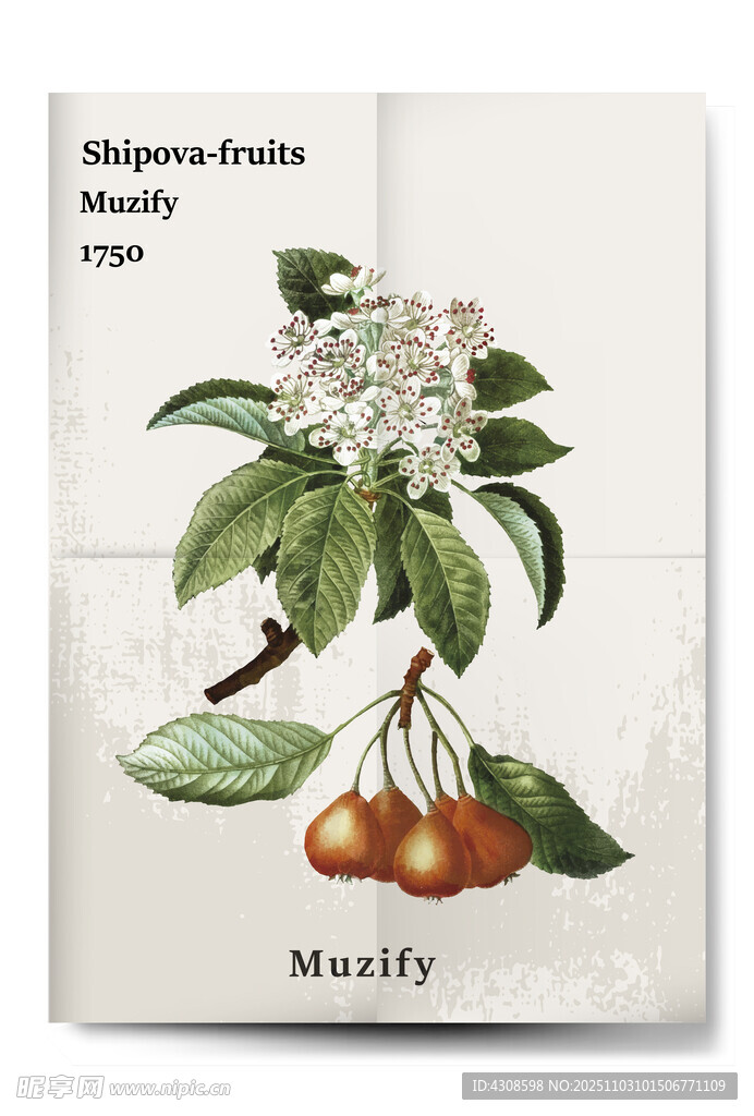 复古毛核木 雪莓果花海报