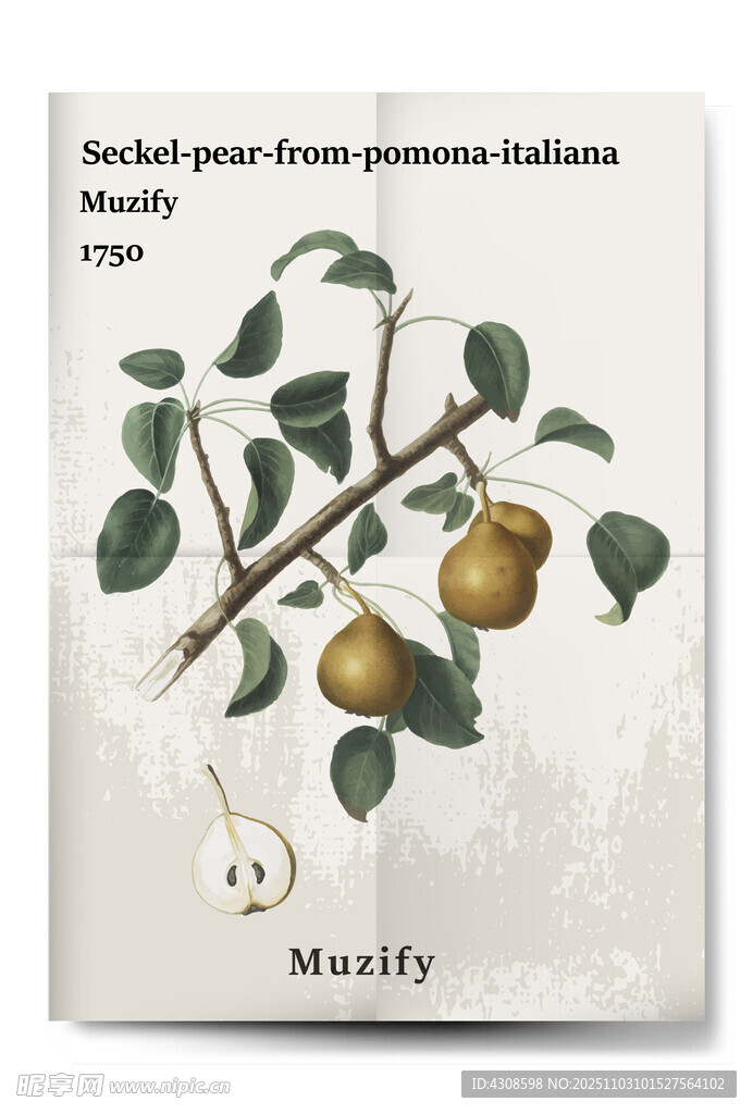 复古塞克尔梨水果海报