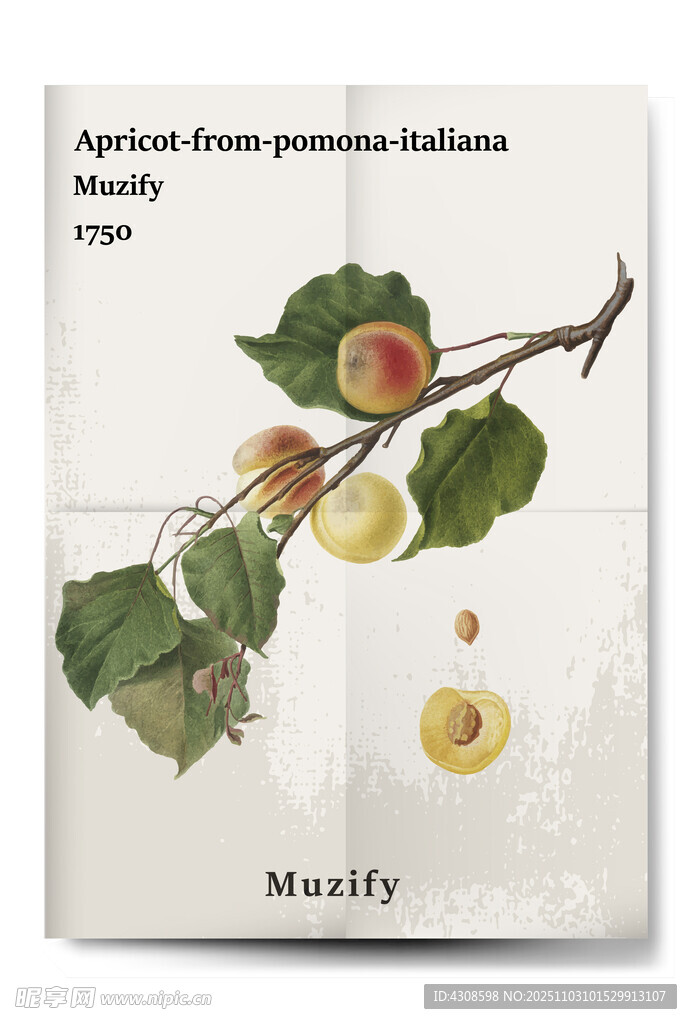 复古杏子水果海报