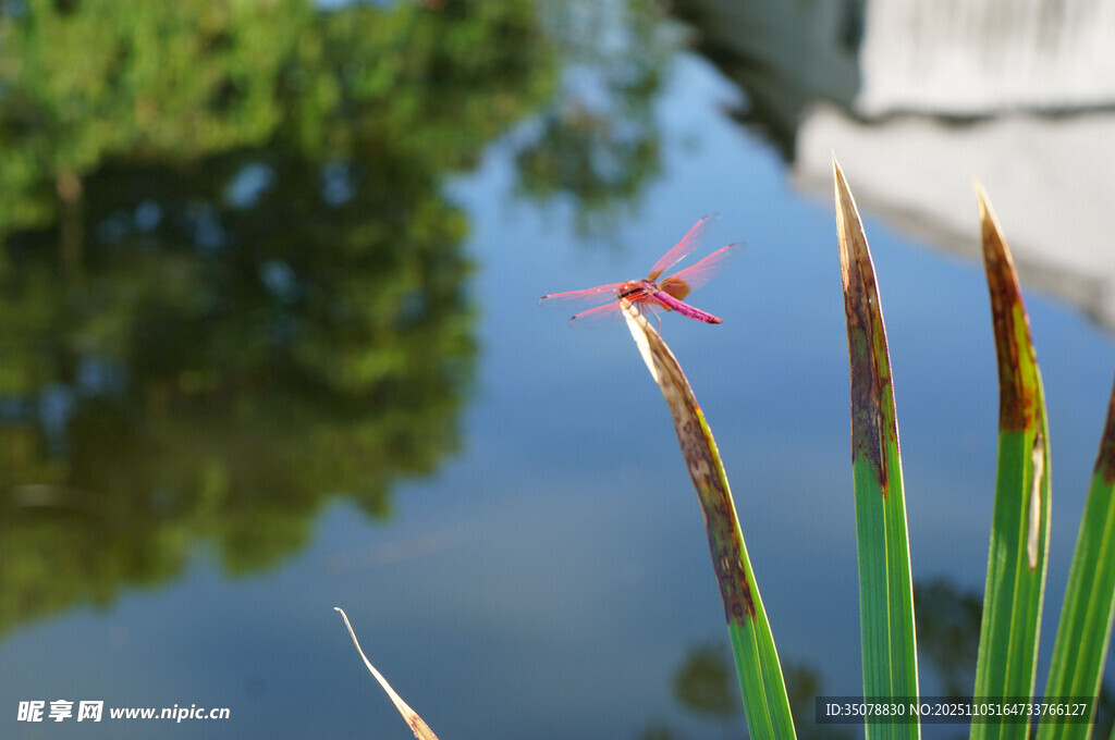水边红蜻蜓立于绿植间
