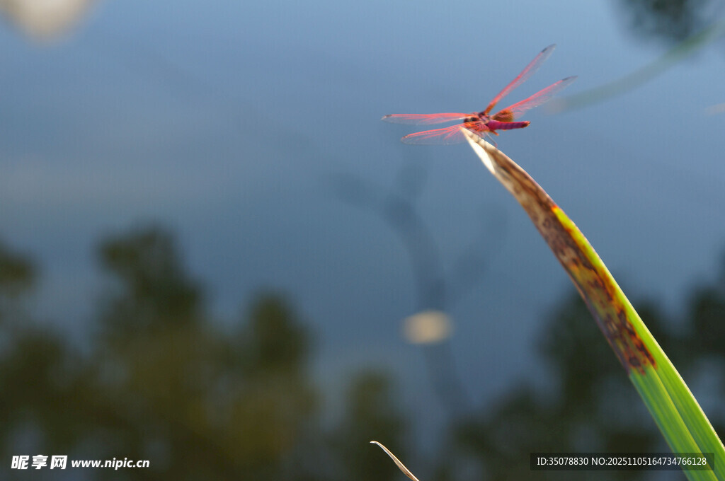 红蜻蜓立于草尖