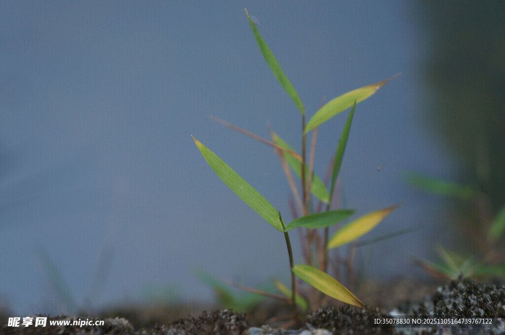 墙壁小草幼苗
