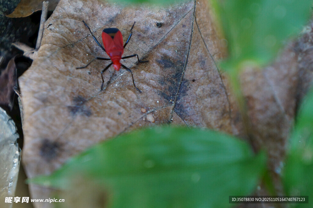 红叶上的红黑小昆虫