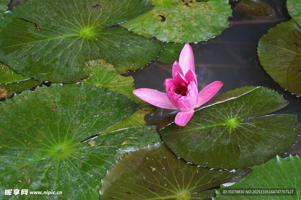 粉色睡莲绽放于绿叶间