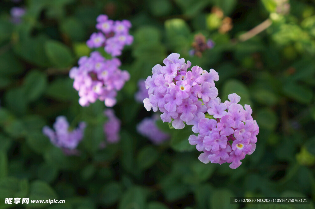 紫色小花绽放于绿叶间