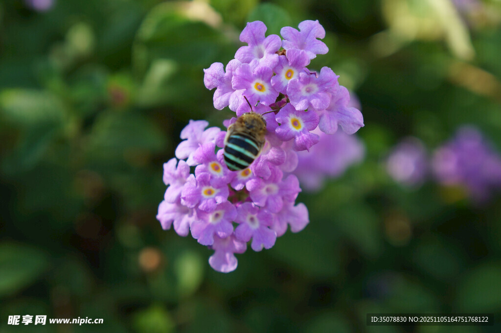 紫花上的蜜蜂