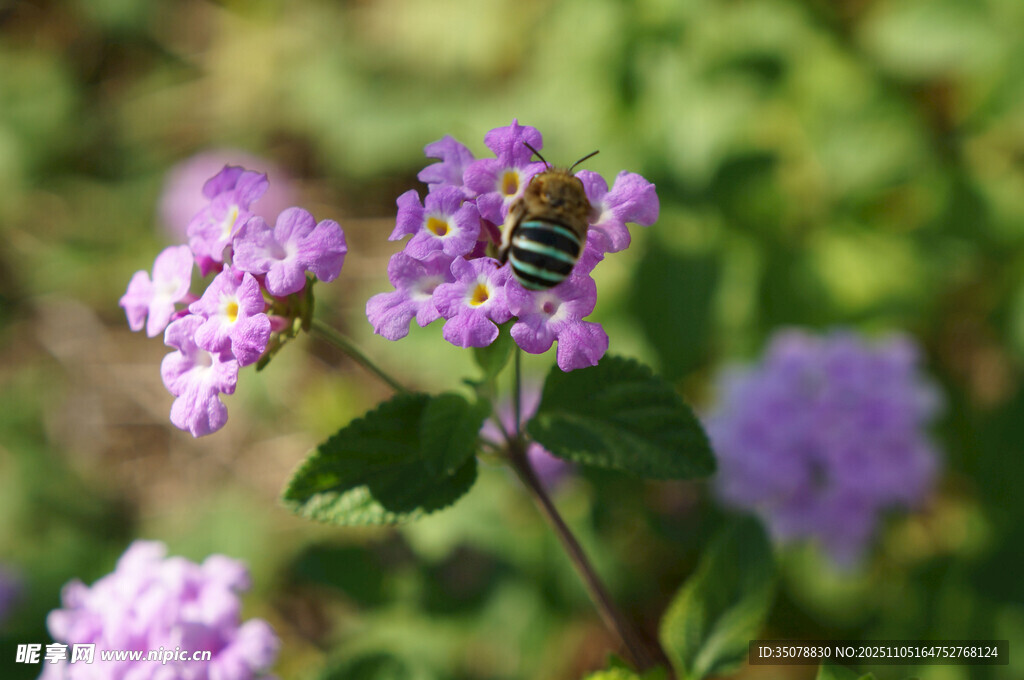 蜜蜂采蜜于紫色小花间
