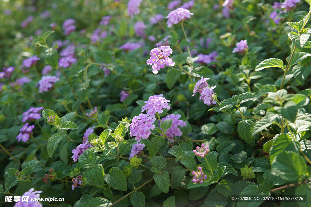 紫色小花绽放绿意间