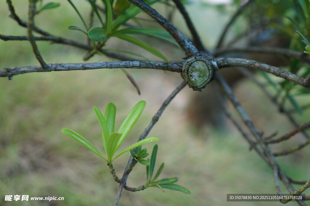 枝头嫩叶与刺的自然景象