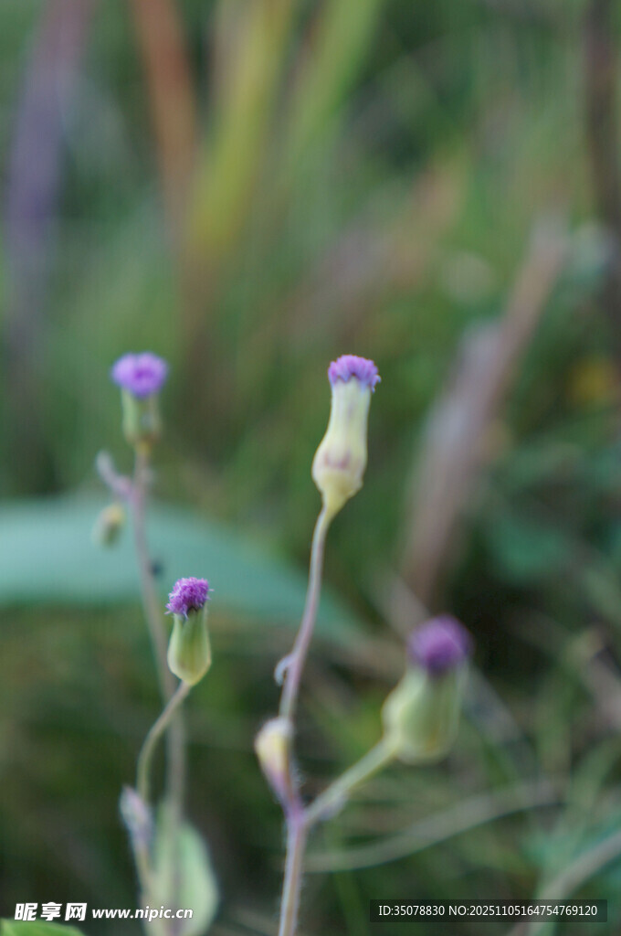 紫色小花绽放于草丛间